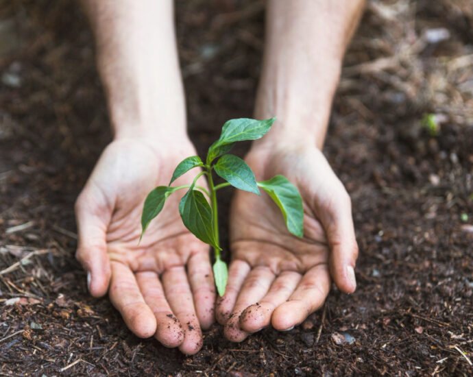 Jacksonville Launches Tree Planting Initiative at Bus Stops to Boost Shade and Beautify City