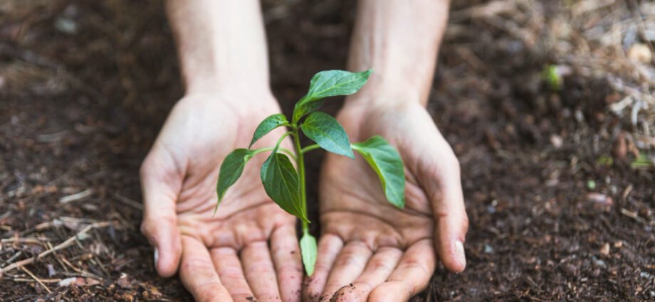 Jacksonville Launches Tree Planting Initiative at Bus Stops to Boost Shade and Beautify City