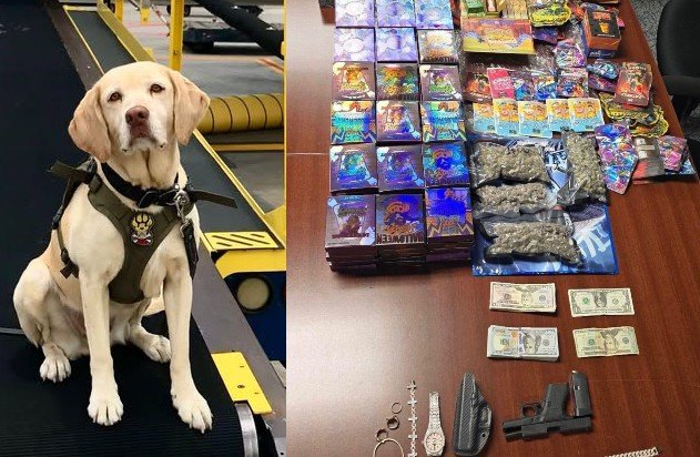 Fentanyl Trafficking Supplier Arrested After High-Speed Chase in Miami-Dade, K9 Officer Dies