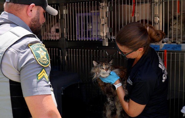 Couple Arrested in Marco Island Cat Hoarding Case; Over 50 Cats Rescued, Dozens Found Dead