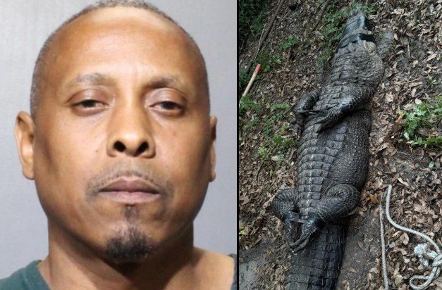 Drug Bust Uncovers Dog-Fighting Operation and 9-Foot Alligator in Jacksonville