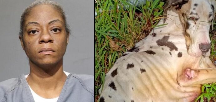 JSO Arrests Woman for Animal Cruelty After Great Dane’s Death JSO Arrests Woman for Animal Cruelty After Great Dane’s Death
