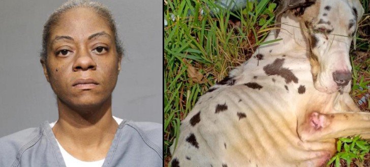JSO Arrests Woman for Animal Cruelty After Great Dane’s Death JSO Arrests Woman for Animal Cruelty After Great Dane’s Death
