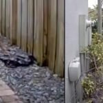 Suspect wanted (left) and the right, another child, may be a friend of sibling