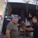 two-arrested-dogs-hot
