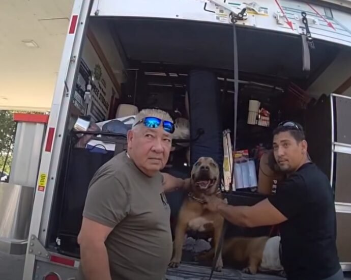 two-arrested-dogs-hot