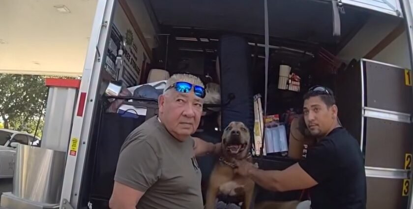 two-arrested-dogs-hot
