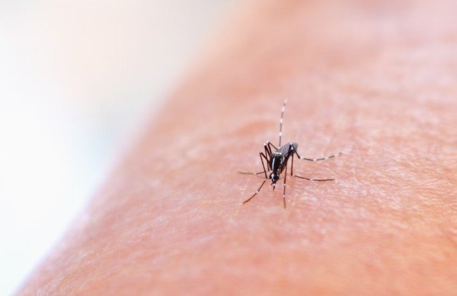 mosquitoes-warning